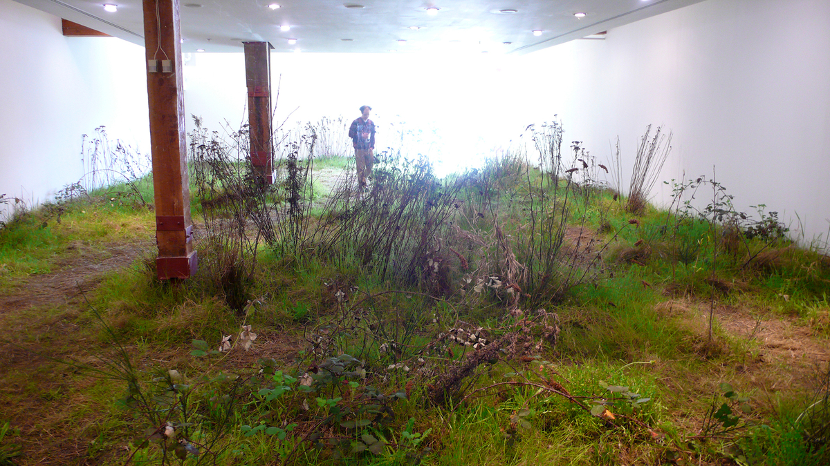 The entire floor of a white-walled gallery space is covered in a variety of growing wild plants of the type found in untended places. 